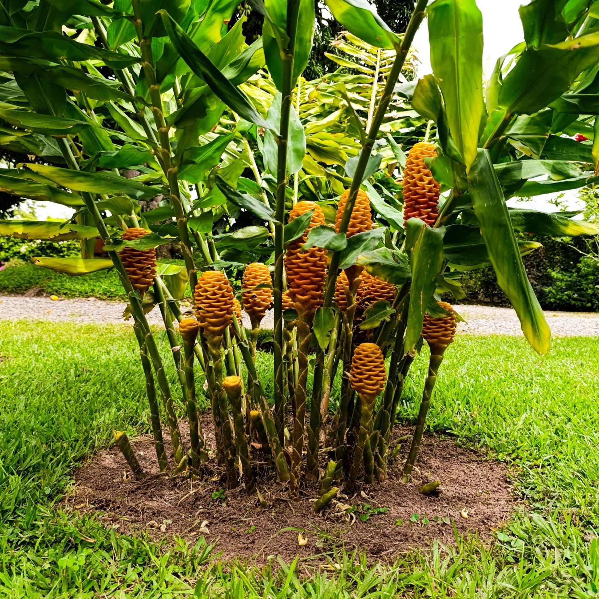 Hotel Campestre Los Mangos Quimbaya Eksteriør bilde